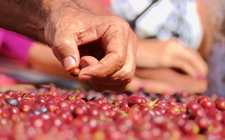 Dia Nacional do Café: confira 10 fatos recentes que envolvem a produção no Sul de Minas