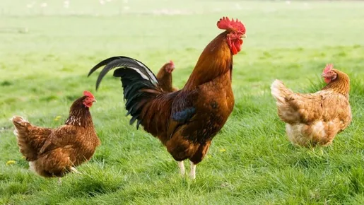 Gripe aviária é detectada em mamíferos no Reino Unido: há riscos para humanos?