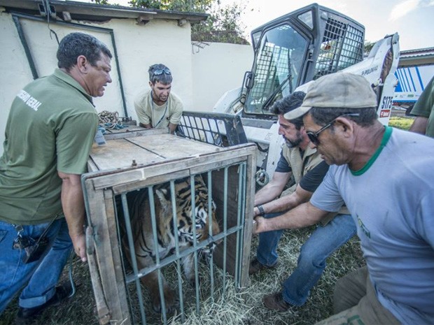 Homens trabalham para fazer transferência de tigre de zoológico para santuário (Foto: Santuário Rancho dos Gnomos/Reprodução)