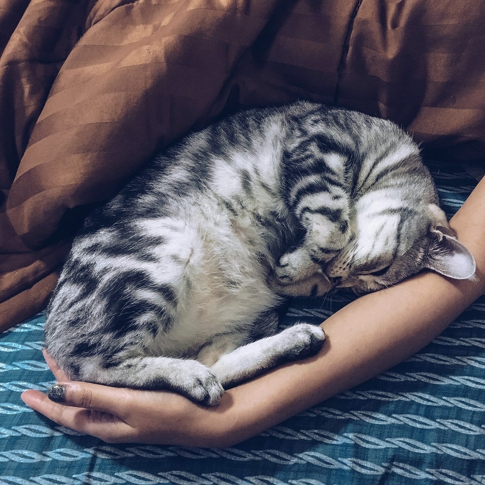 Gatos, por exemplo, são animais que se movimentam mais à noite e que precisam de um ambiente enriquecido — Foto: Pexels / Sornbhakkanut Boonprasop / Creative Commons