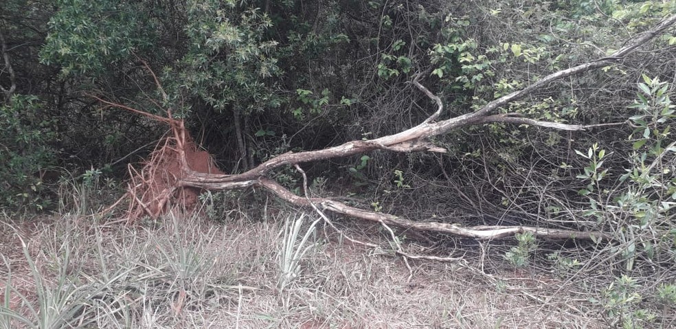 Sitiante foi multado em R$ 9 mil por derrubada irregular de árvores em Presidente Venceslau — Foto: Polícia Militar Ambiental