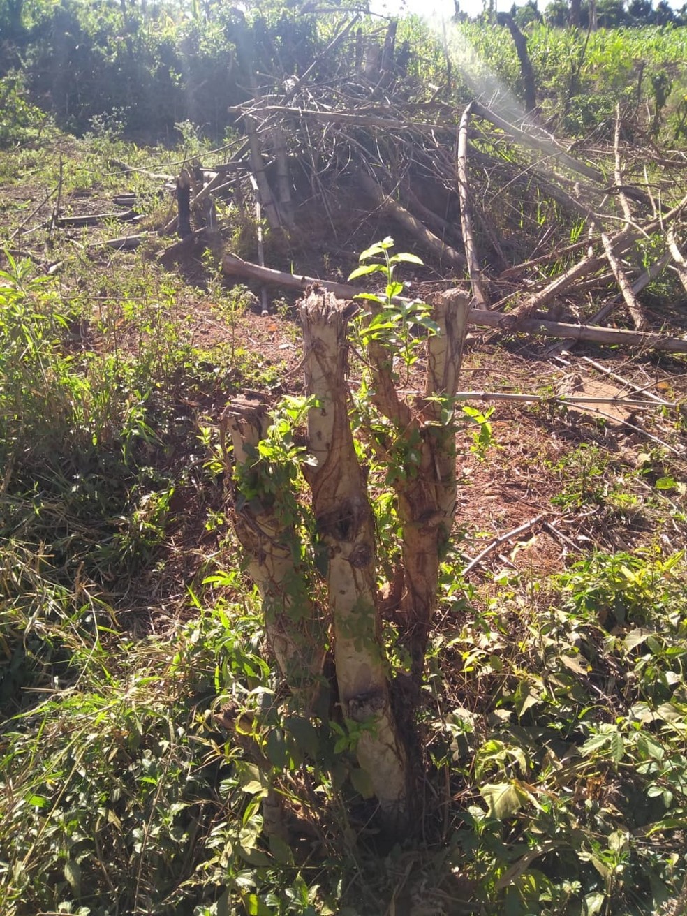 Dono de propriedade rural &eacute; multado por corte ilegal de &aacute;rvores em Paragua&ccedil;u Paulista &mdash; Foto: Pol&iacute;cia Ambiental/Divulga&ccedil;&atilde;o