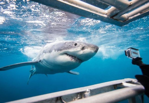 O valor financeiro dos tubarões para o turismo é de milhões de dólares (Foto: Getty Images via BBC)