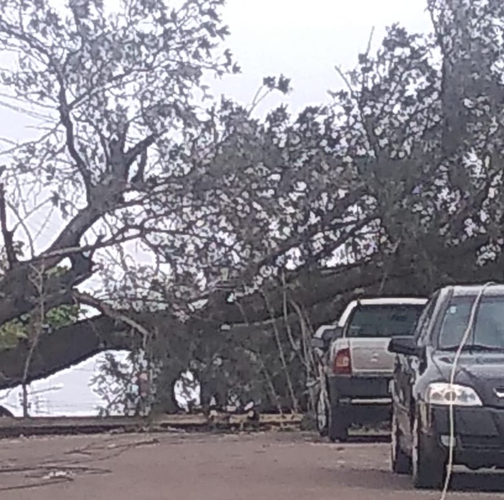 Árvore caiu no Parque dos Pinheiros, em Álvares Machado — Foto: Karina Teschi 