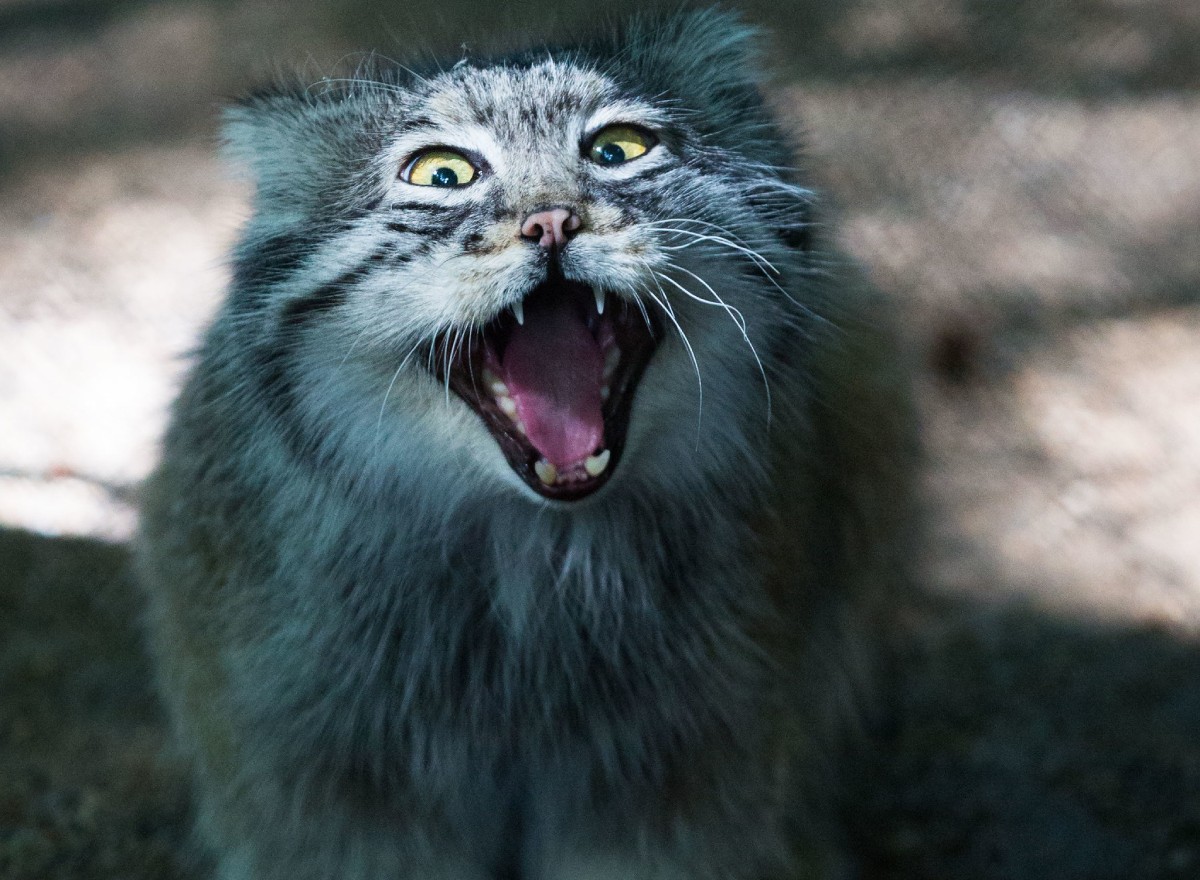 Por ser selvagem e não tolerar bem a presença de humanos, o gato de pallas não deve ser domesticado (Foto: Flickr/ Cloudtail the Snow Leopard/ CreativeCommons)
