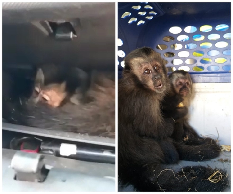 Macacos foram encontrados dentro de porta-luvas em Catanduva  — Foto: Divulgação/Polícia Militar Ambiental 