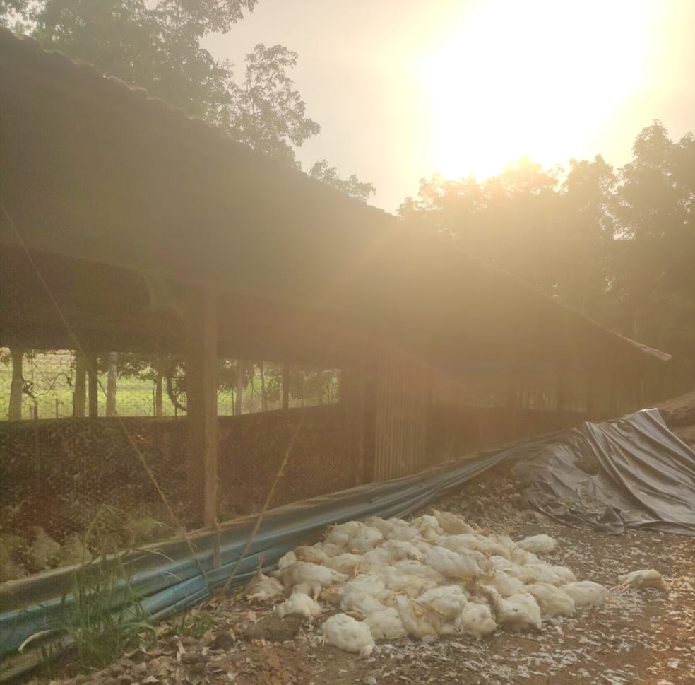 Cerca de 6 mil aves morreram em uma granja de Adamantina — Foto: Eriston Bellusci/Cedida