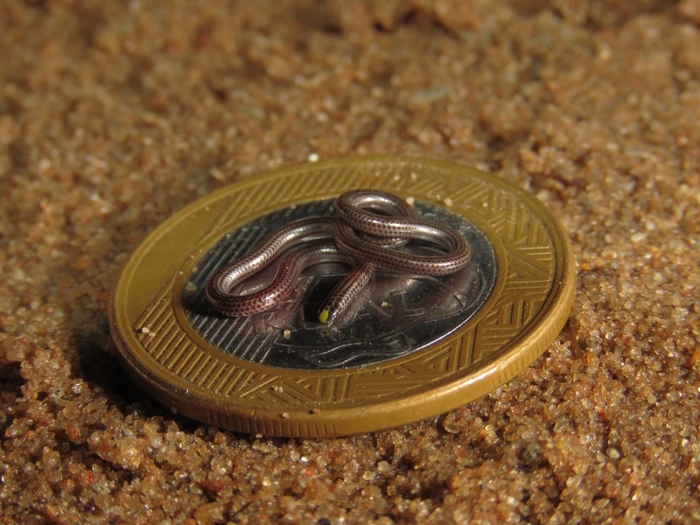Uma Das Menores Serpentes Do Mundo E Flagrada Em Natal Rn Terra Da Gente G1 Pero existen billones de imágenes disponibles en internet, por lo que no es posible almacenar todas las imágenes en una sola base de datos. uma das menores serpentes do mundo e