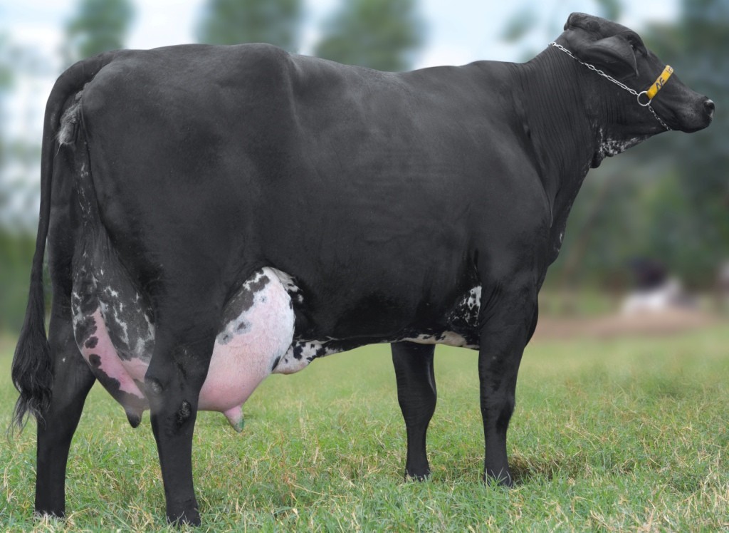 Quantos litros de leite dá uma vaca da raça Girolando?