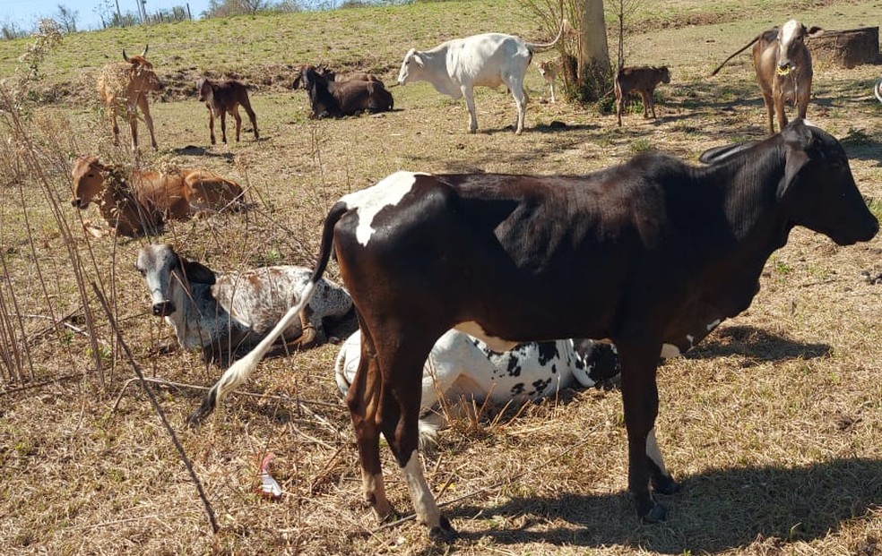 Homem é multado por pastoreio de bovinos em área de vegetação nativa — Foto: Polícia Ambiental 