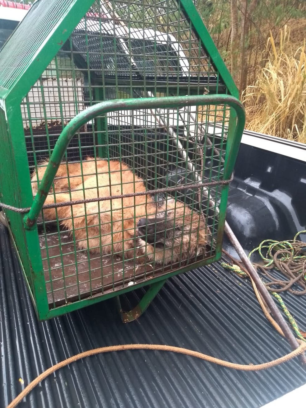 Lobo-guará atropelado na Rodovia General Euclides de Oliveira Figueiredo é resgatado  — Foto: Polícia Ambiental