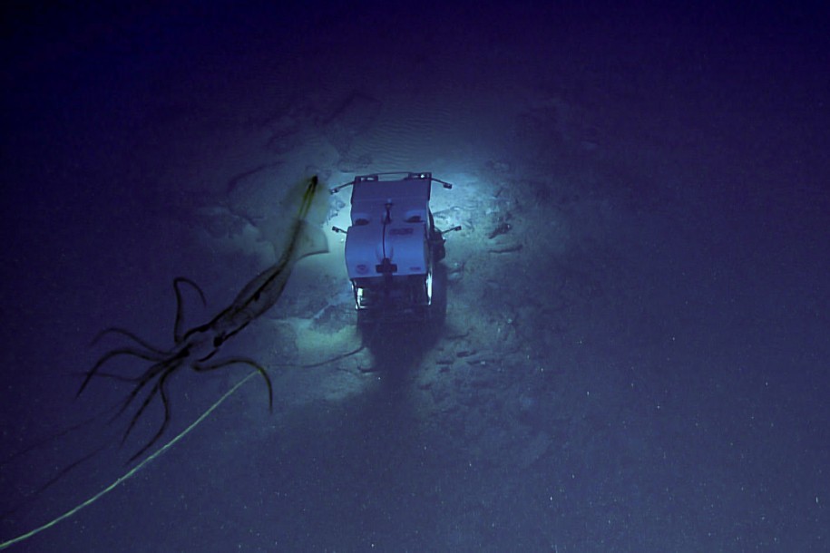 Submarino Discoverer (D2) ao lado de lula-gigante  (Foto: Facebook/ NOAA )