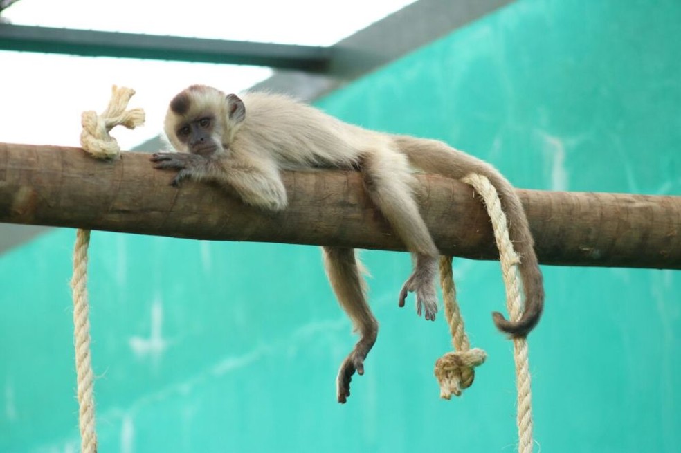 O centro também atende a primatas e répteis — Foto: Acervo Cefau/Governo do Tocantins