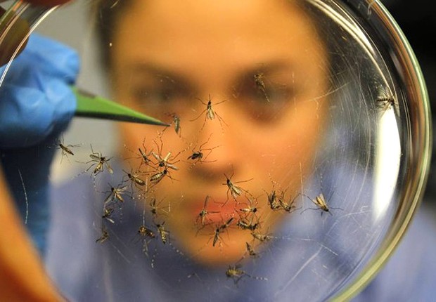 Laboratório faz testes com mosquito Aedes aegypti, transmissor da dengue e do chikungunya (Foto: Reprodução/YouTube)