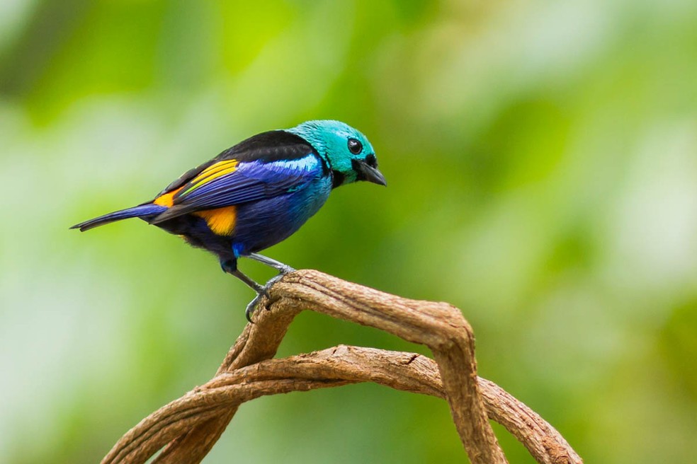 Observacao De Aves E Uma Pratica Que Faz Bem A Saude E A Natureza Especiais G1 Todas as imagens mostram apenas elementos naturais, não alteradas pela mão humana ou qualquer software de edição de imagens. observacao de aves e uma pratica que