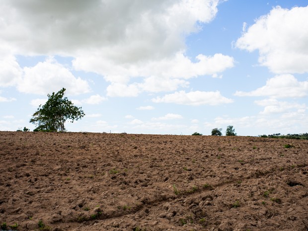 Terra pronta para o plantio no Sertão alagoano aguarda chegada da chuva (Foto: Jonathan Lins/G1)