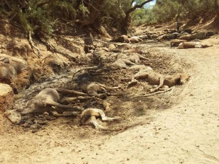 Cavalos encontrados mortos na Austrália (Foto: Reprodução/Facebook)