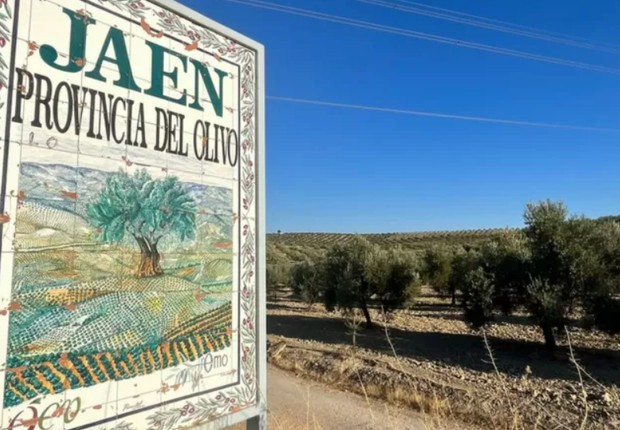 Província de Jaén produz metade de todo o azeite da Espanha (Foto: BBC)