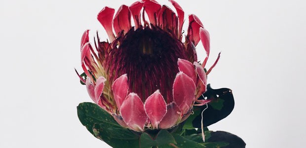 Protea  (Foto: Flo Atelier Botânico )