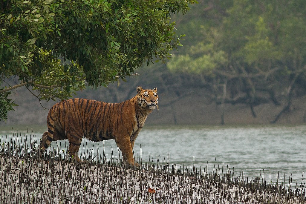 Tigre-de-bengala em Sundarbans (Foto: Soumyajit Nandy)