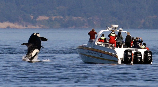 Orca salta próximo a barco quando turistas olhavam para o outro errado (Foto: Elaine Thompson/AP)