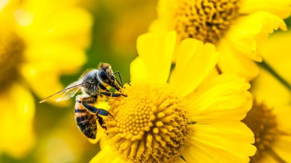 A reprodução de algumas plantas depende exclusivamente do trabalho das abelhas — Foto: Getty Images