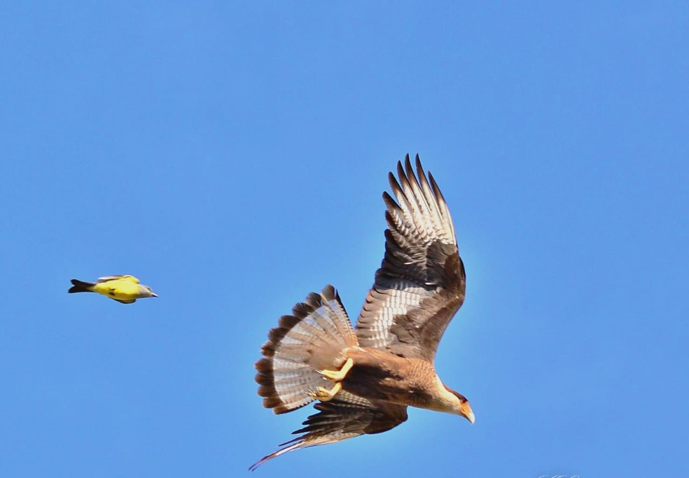 Bem-te-vi defendendo ninho de invasão de carcará. — Foto: Reprodução/GuilhermeGiovanni