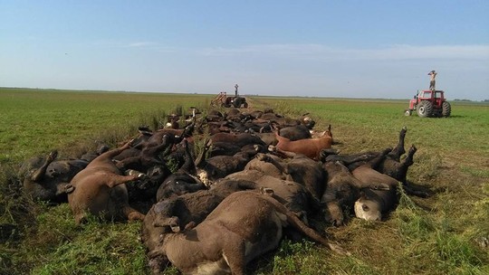 Resultado de imagem para Onda de calor mata dezenas de animais em fazendas na Argentina