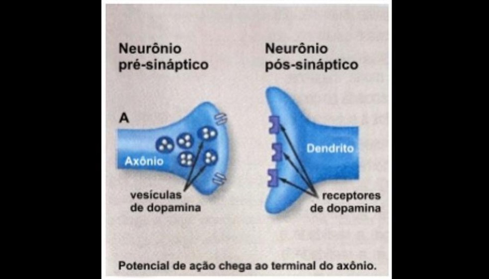 Simulado de biologia apresenta quest&otilde;es sobre o sistema nervoso &mdash; Foto: Reprodu&ccedil;&atilde;o