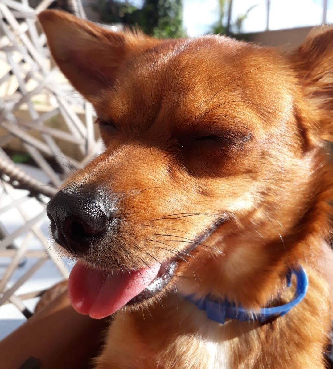 Chanel, a cadela de Simony (Foto: Reprodução Instagram)