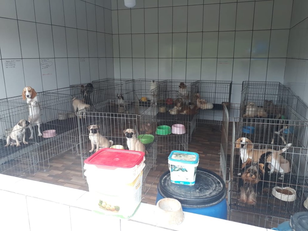 Polícia encontrou alguns cães presos em gaiolas em Piedade — Foto: Divulgação/PM