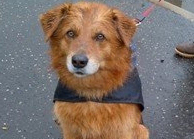 Raposa foi salva graças à ajuda do cão 'Rover'. (Foto: Divulgação/Scottish SPCA)