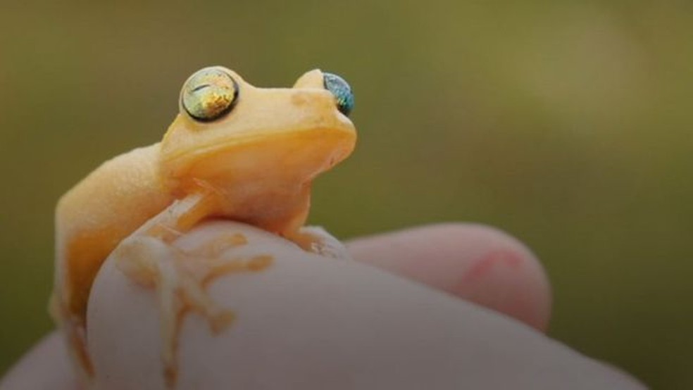 Myersohyla Chamaleo, espécie encontrada pela primeira vez no território brasileiro (Foto: BBC)