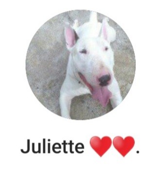 A cadelinha Juliette  (Foto: Reprodução / Instagram )