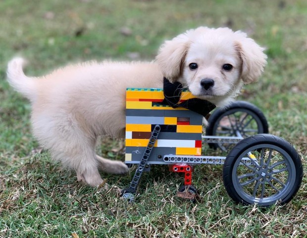 Menino faz cadeira de rodas para cachorra (Foto: Reprodução: Facebook)