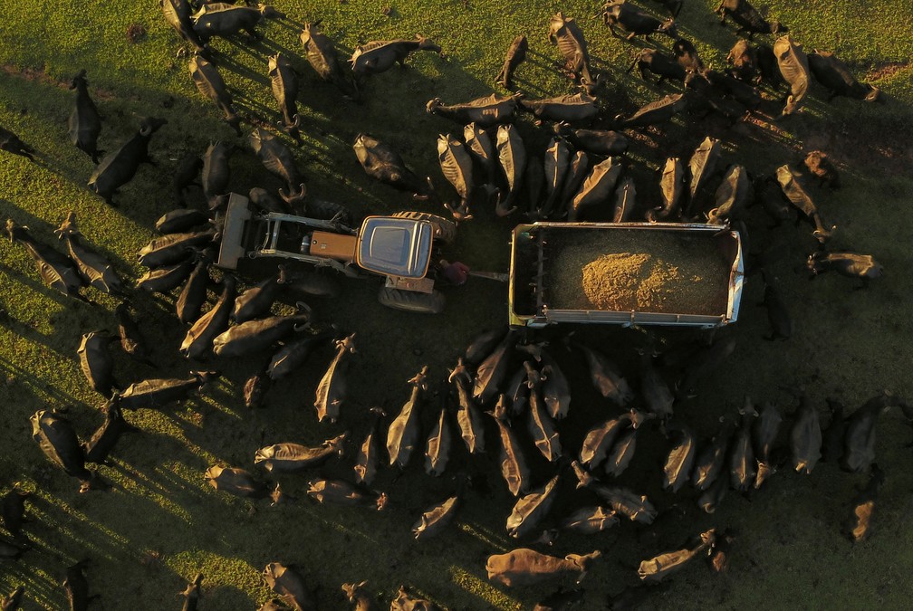 1º de dezembro - Búfalos comem comida oferecida por voluntários em uma fazenda onde a Polícia Ambiental encontrou centenas de búfalos desnutridos e maltratados em Brotas, no interior de São Paulo  — Foto: Amanda Perobelli/Reuters