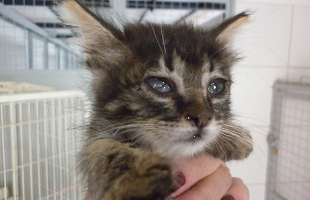 Gatoelho': saiba por que animal parece ser metade gato e metade