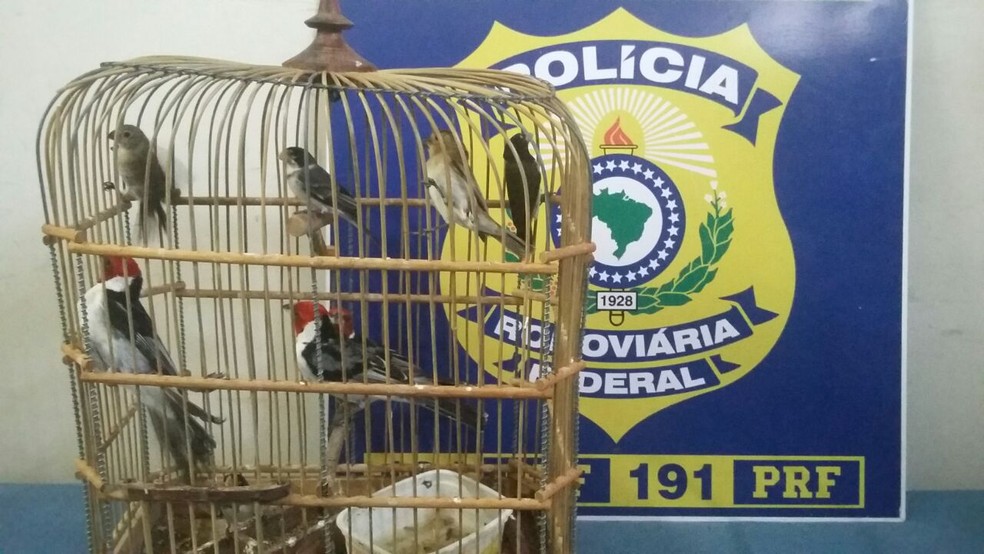 Pássaros apreendidos pelos policiais (Foto: Polícia Rodoviária Federal/Divulgação)