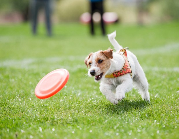 Jack Russell Terrier running on the grass after orange plastic disc  (Foto: Getty Images/iStockphoto)