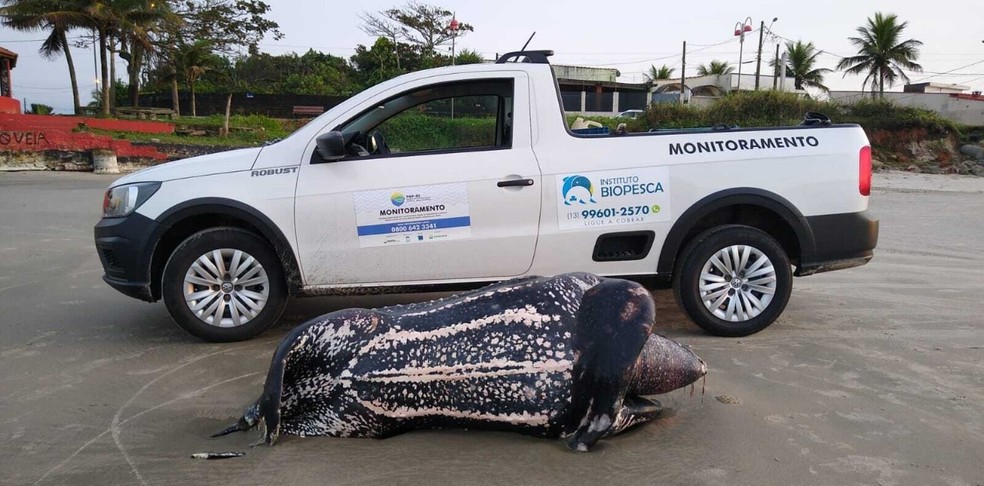 Tartaruga-de-couro foi encontrada morta em praia de Itanhaém, SP — Foto: Divulgação/Instituto Biopesca