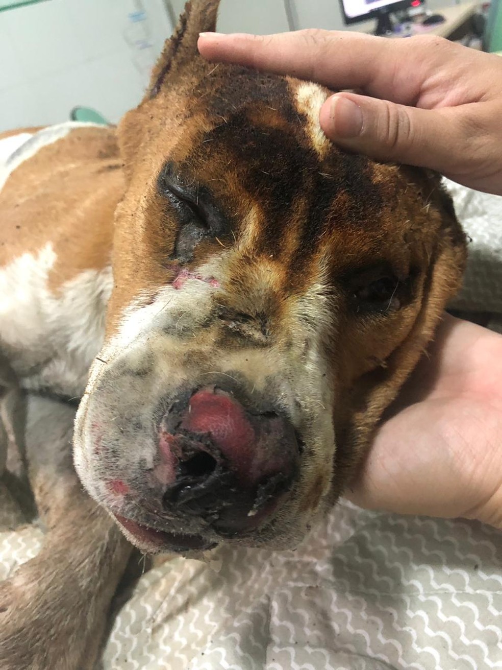 Cão da raça pitbull foi resgatado após ser queimado em Limeira — Foto: Associação Limeirense de Proteção aos Animais