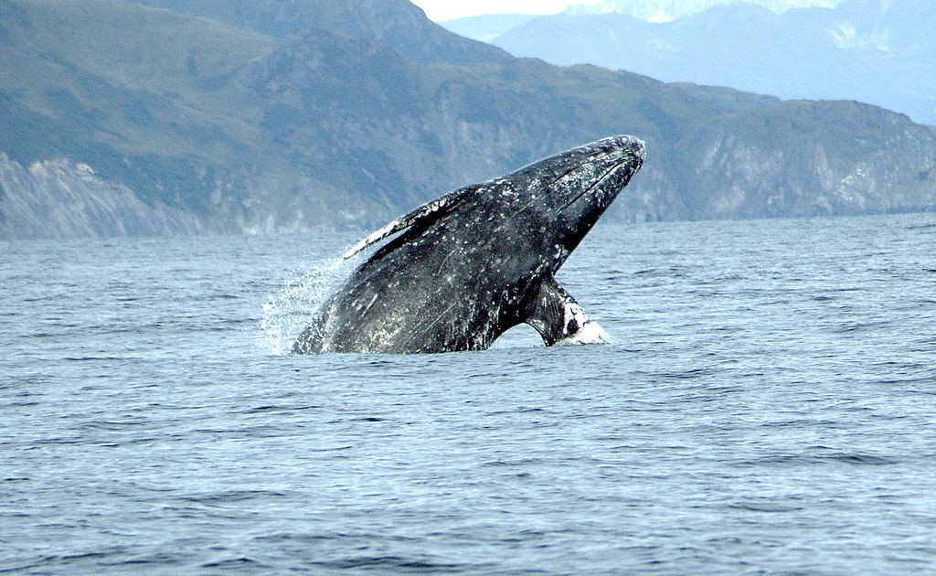 Baleia-cinzenta (Foto: Merrill Gosho, via Wikimedia Commons)