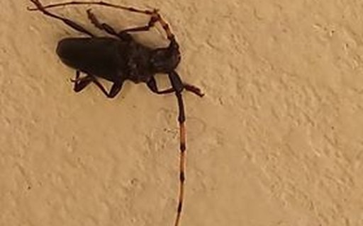 Conheca A Coleobroca Besouro Que Ataca Fruteira E E Inofensivo A Humanos Revista Globo Rural Gr Responde Um minúsculo besouro, com apenas 3 milímetros, encontrado pequenas estruturas semelhantes a cabelo, anexadas perpendicularmente às antenas, aumentavam a sua capacidade de sentir o. coleobroca besouro que ataca fruteira