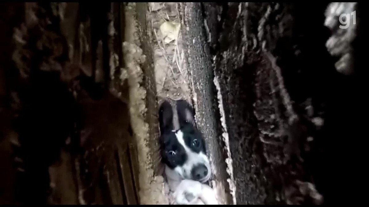 VÍDEO: Cachorrinha mobiliza bombeiros após ficar presa em espaço de 15 cm entre dois muros