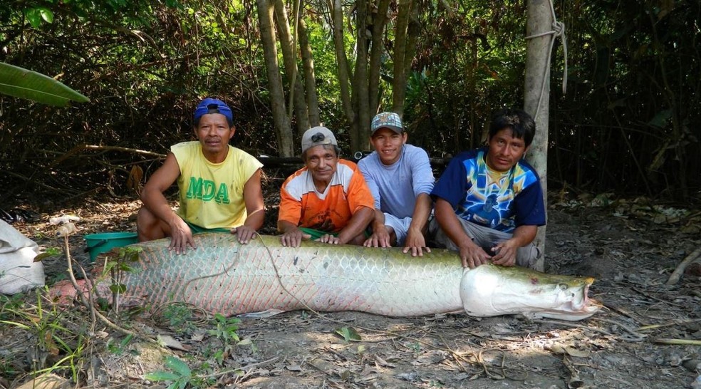 Pirarucu é o maior peixe de escamas de água doce do mundo — Foto: Gustavo Alvarez-WCS