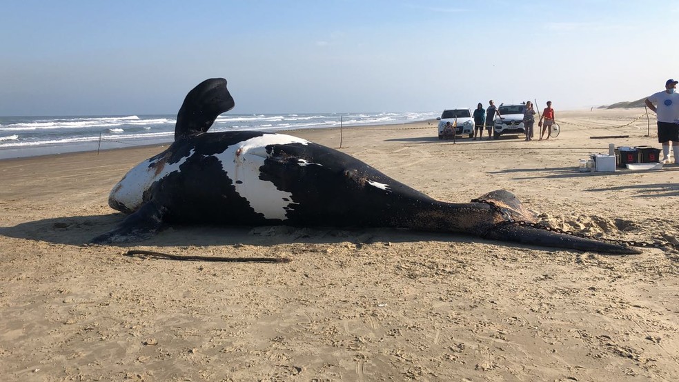 Filhote de baleia-franca encalha em Jaguaruna nesta quinta-feira (30) (Foto: CoordenaÃ§Ã£o do Protocolo de Encalhes e Enredamentos da APA da Baleia Franca/ICMBio/DivulgaÃ§Ã£o)