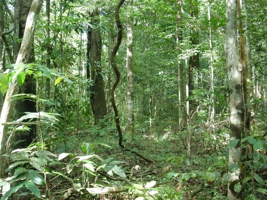 Greener - Amazônia