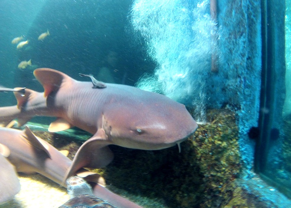 Tubarão da espécie lixa pode medir até 4 metros de comprimento — Foto: Flávio Marcato
