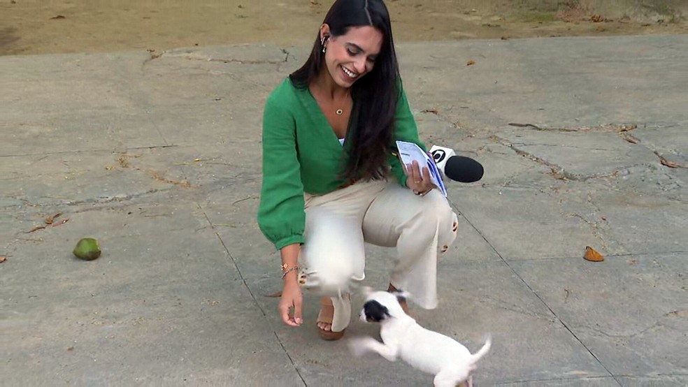 VÍDEO: cachorrinha invade entrada ao vivo no Bom Dia Rio | Rio de Janeiro |  G1