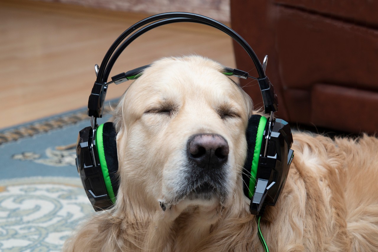 Apesar da preferência por reggae, cães tem seus gostos individuais, que podem ser influenciados pelo que o tutor costuma ouvir (Foto: Canva/ CreativeCommons)